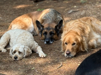 Rin Tin Inn Dog Lodge